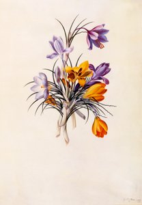 Krokusse, ca. 1744