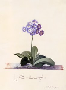 Garten-Aurikel Fille Amoureuse, ca. 1743 handkolorierter Stich