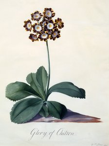 Glory of Chilton, ca. 1745, handkolorierter Stich von "Georg Dionysius Ehret