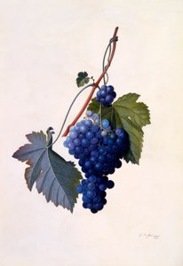 Trauben