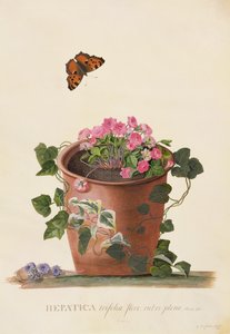 Hepatica trifolia (Nobilis), 1745 von Georg Dionysius Ehret