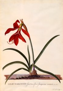 Lilio-Narzisse Jaobean-Lilie von "Georg Dionysius Ehret