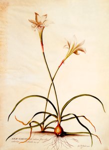 Lilio Narcissus, ca. 1745 (handkolorierter Stich)