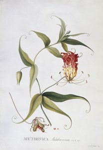 Methonica von Georg Dionysius Ehret