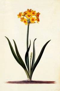Narzissus, ca. 1745 handkolorierter Stich