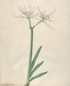 Pancratium von Georg Dionysius Ehret