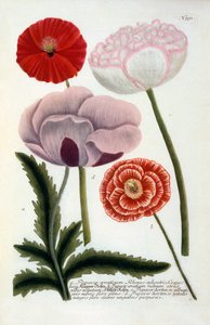 Papaver, 1737 handkolorierte Gravur