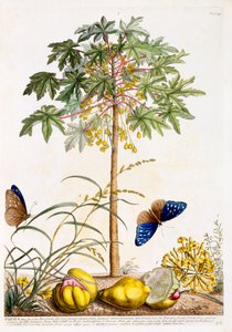 Papaya, handkolorierter Stich von "Georg Dionysius Ehret