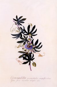 Passionsblume Granadilla