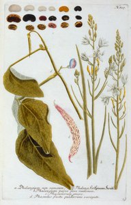 Phalangium