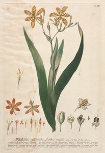 Plantae Selectae: Nr. 52 - Ixia von Georg Dionysius Ehret