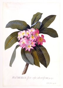 Plumeria, ca. 1744 handkolorierte Gravur von "Georg Dionysius Ehret