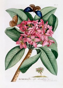 Plumeria, ca. 1749 handkolorierte Gravur
