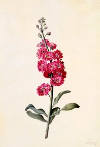 Stock Matthiola Incana, ca. 1746 handkolorierter Stich von "Georg Dionysius Ehret