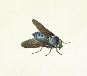Die Pferdebremse, 18. Jahrhundert von Georg Dionysius Ehret