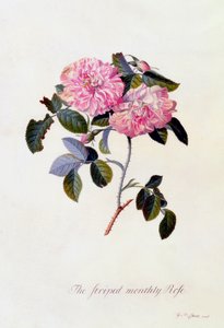 Die gestreifte Monatsrose, ca. 1745 handkolorierte Gravur