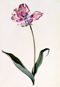 Tulpe, ca. 1745 handkolorierter Stich