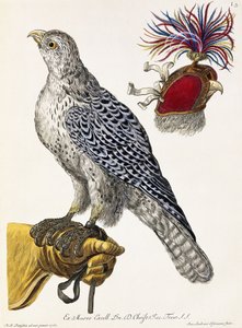 Falknerei, Tafel 3, aus "Deliciae Naturae Selectae", 1771 von Georg Wolfgang Knorr