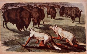 Nordamerikanische Prärie-Indianer schleichen sich an grasende Büffel heran, während sie Wolfshäute tragen, um 1840