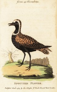 Amerikanischer Goldregenpfeifer oder Fleckenregenpfeifer, Pluvialis dominica