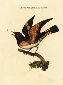 Amerikanischer Waldsänger, Setophaga ruticilla