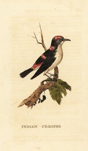 Amerikanischer Baumläufer oder Braunkleiber, Certhia americana von George (after) Edwards