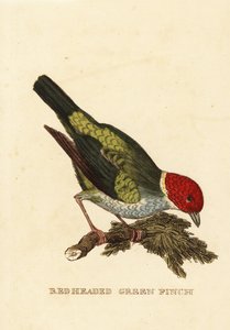 Kupferkopftangare, Tangara gyrola