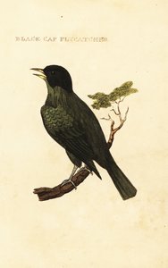 Schwarzhaubenbülbül, Pycnonotus melanicterus
