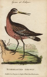 Uferschnepfe, Limosa limosa von George (after) Edwards