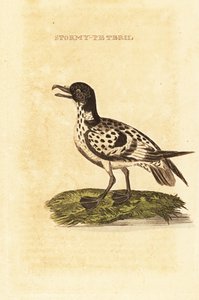 Kapsturmvogel, Daption capense von George (after) Edwards
