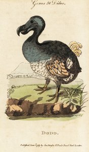 Ausgestorbener Dodo, Raphus cucullatus (Didus ineptus) von George (after) Edwards