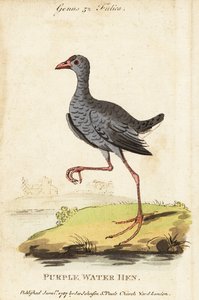 Graukopf-Sultanshuhn, Porphyrio poliocephalus
