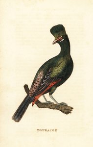 Guinea-Turako oder Grüner Turako, Tauraco persa