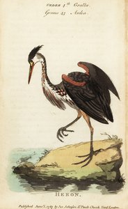 Nordamerikanischer aschfarbener Reiher, Ardea fusca