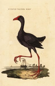 Purpurhuhn, Porphyrio porphyrio
