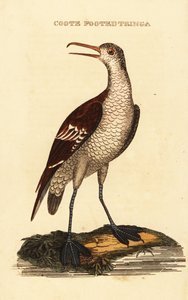 Odinshühnchen, Phalaropus lobatus