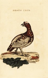 Fichtenschneehuhn, Falcipennis canadensis canace von George (after) Edwards