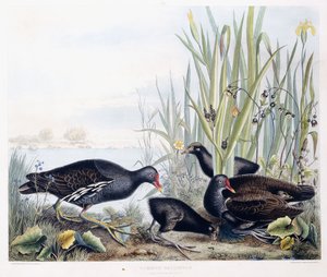 Teichhuhn (Männchen, Weibchen und Jungtiere), ca. 1841