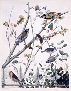 Rotkehlchen, Kohlmeise (männlich und weiblich) und Blaumeise (männlich und weiblich), um 1841 von George (after) Shield