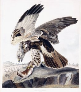 Raufußbussard (Weibchen) von George (after) Shield