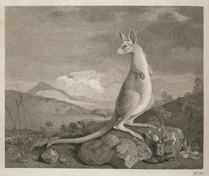 Ein Tier an der Küste von New Holland namens Känguru