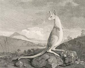 Ein Tier, das an der Küste von New Holland gefunden wurde, genannt Känguru, ca. 1773 (Gravur, Radierung)