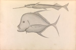 Bericht über die Weltreise von Commodore George Anson