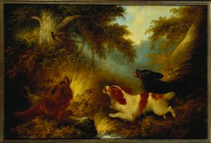 Spaniels jagen einen Fasan auf