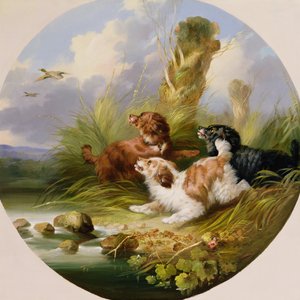 Drei Spaniels spülen Stockenten auf von George Armfield