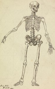 Zeichnung eines Skeletts