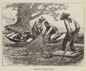 Terrapins fangen von George Augustus Sala