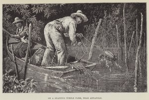 Auf einer Schnappschildkrötenfarm bei Annapolis von George Augustus Sala