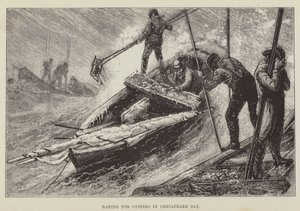 Austernrechen in der Chesapeake Bay von George Augustus Sala