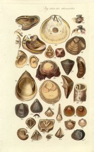 Conchological Manual Tafel 11. Austern und andere Muscheln von George B. Sowerby